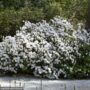 Azalea – Delaware Valley White – #2 Container